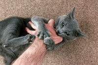 Un chat gris en train de griffer le bras de son maitre