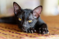 Un petit chat noir sortant ses griffes
