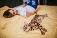 Une maitresse couché à côté de son Bengal dans le lit