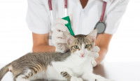 Un chat tigré blanc recevant un traitement antipuce