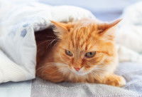 Un chat roux sous une couverture