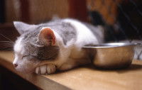 Un chat malade dort à côté de sa gamelle