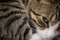 Vue proche d'un chat roulé en boule