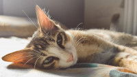 Un jeune chat tricolore couché sur le côté