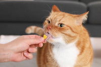 Une femme donne des vitamines à un chat roux et blanc