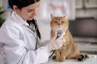 Une femme vétérinaire ausculte un chat roux