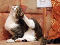 Un chat tigré et blanc se grattant l'oreille