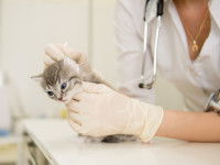 Un chaton gris clair aux yeux bleus se fait examiner par une vétérinaire