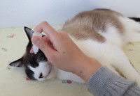 Un homme met des gouttes dans les yeux de son chat