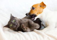 Un chien et un chat jouent à se bagarrer