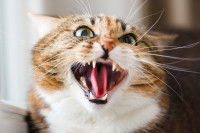 Un chat tigré montre les crocs