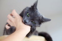 Un chat gris mordille sa maitresse