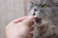 Un gros chat gris reçois une récompense