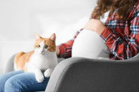 Un chat roux et blanc couché sur sa maitresse