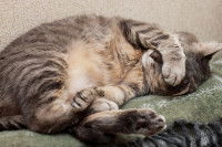 Un chat tigré se couvre les yeux