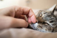 Une maitresse caresse la truffe de son chat
