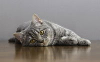 Les symptômes de la pasteurellose chez le chat