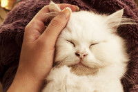 Un chat blanc à poil long se fait caressé les oreilles