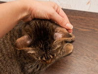 Un chat tigré se fait caressé l'arrière de ses oreilles