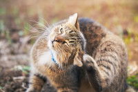 Un chat tigré se grattant de partout car il à la gale