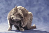 Un chat gris se gratte l'oreille avec sa patte arrière