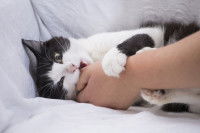 Un chat blanc et noir mordille son maitre pour jouer