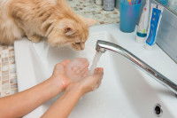 Un chat roux à poil long veut boire l'eau du robinet