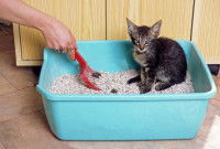 Un petit chaton assis dans sa litière