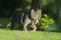 Un chat tigré tenant sa proie dans sa gueule