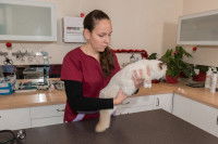 Une masseuse tient un chat blanc dans ses mains