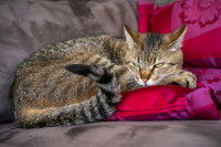 Un chat tigré couché sur un coussin