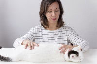 Une masseuse en train de relaxer un chat blanc