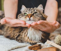 Une maitresse utilise des techniques de massage sur son chat