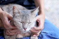 Un chat tigré se fait caresser au niveau de son cou