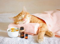 Un chat complètement détendu dans un salon de massage