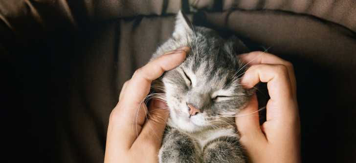 Mon Chat A Des Pellicules Causes Et Traitements Possibles