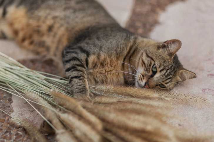 Mon Chat Saigne Du Nez Pourquoi Et Que Faire