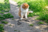 Un chat assis à côté d'un serpent mort