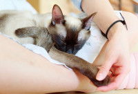 Une femme tient la patte blessée d'un jeune chat Siamois