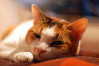 Un chat tricolore malade couché sur le lit