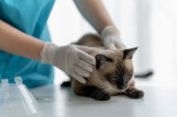 Un vétérinaire examine un jeune chat Siamois