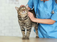 Une vétérinaire ausculte un chat