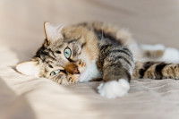 Un chat tricolore fatigué allongé sur un lit