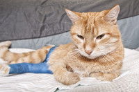 Un chat roux blessé porte un bandage sur la patte arrière