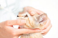 Un naturopathe animalier examine l'oeil d'un chat