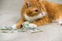 Un chat roux et blanc tient dans ses pattes des billets de banque