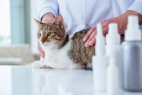 Un chat allongé sur une table d'auscultation