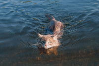 Un chat nage dans la mer