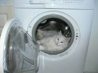 Un chat blanc est allongé dans la machine à laver