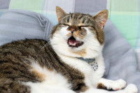 Un chat avec une drôle de tête